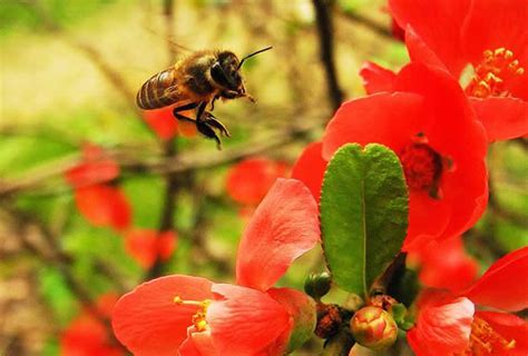 蜜蜂进家是什么意思|家里突然来了一群蜜蜂是什么征兆？